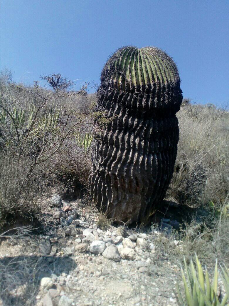 Visita el circuito de Biznagas Gigantes y Barrancas  